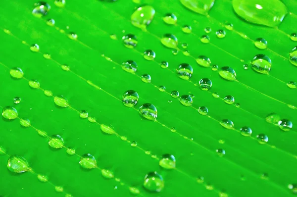 Perto de uma folha de bananeira com gotas de chuva — Fotografia de Stock