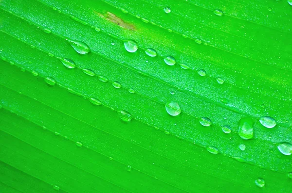 Крупним планом лист бананового дерева з краплями дощу — стокове фото
