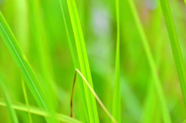 Grünes Gras mit Bokeh Hintergrund — Stockfoto