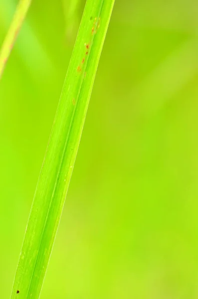 Hierba verde con fondo bokeh —  Fotos de Stock