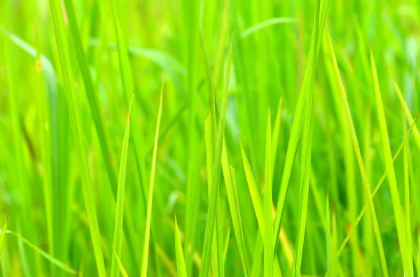 Groen gras met bokeh achtergrond — Stockfoto