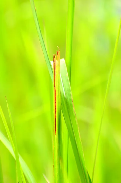 Erba verde con sfondo bokeh — Foto Stock