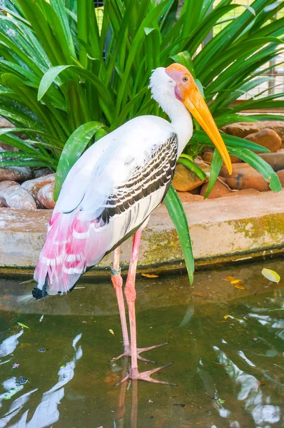 Bilder av målade Stork — Stockfoto