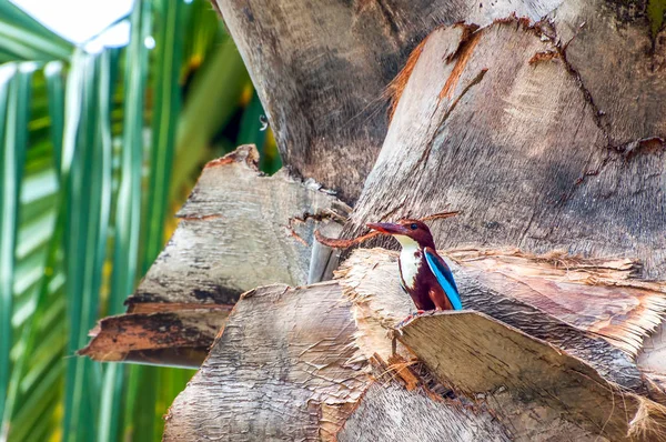 Kingfisher de peito branco (Halcyon smyrnensis fuscus ) — Fotografia de Stock
