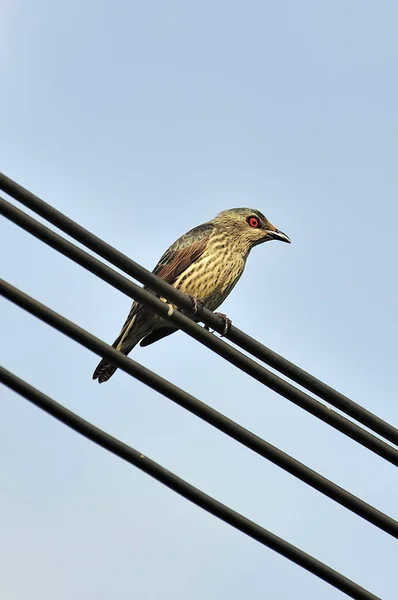 Asiático brilhante starling — Fotografia de Stock