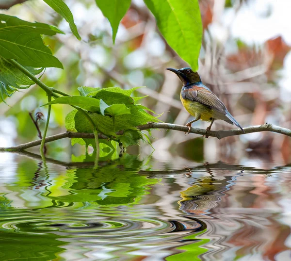 The Brown-throated Sunbird (Anthreptes malacensis), também conhecido por — Fotografia de Stock