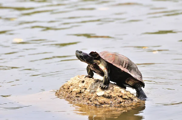 Sköldpadda sitter på sten i solen — Stockfoto