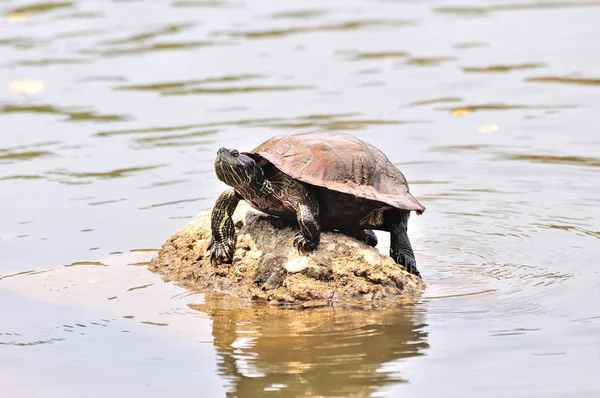 Sköldpadda sitter på sten i solen — Stockfoto