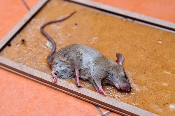 The rat is glue stick on the mousetrap — Stock Photo, Image