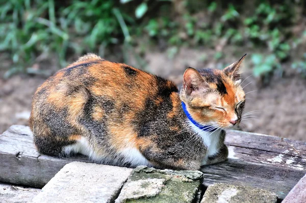 Gambar potret Cat — Stok Foto