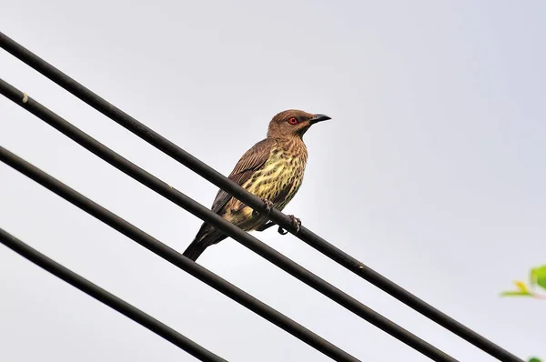 Thrush on wired cable (Turdus Obscurus) — Stock Photo, Image