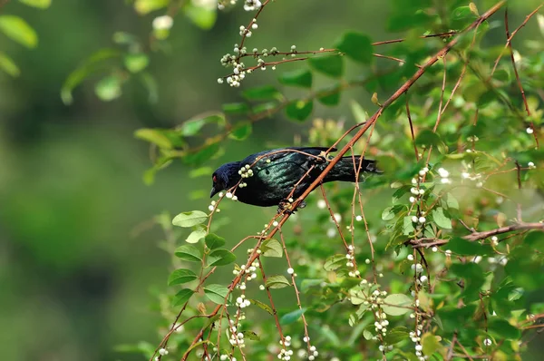 Rigó (Turdus obscurust fa ága) — Stock Fotó