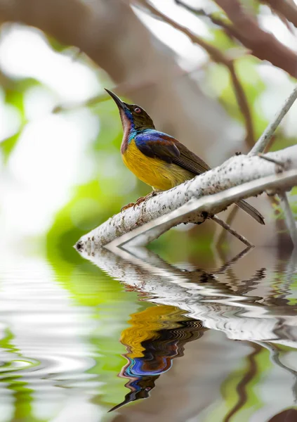 The Brown-throated Sunbird (Anthreptes malacensis), também conhecido por — Fotografia de Stock