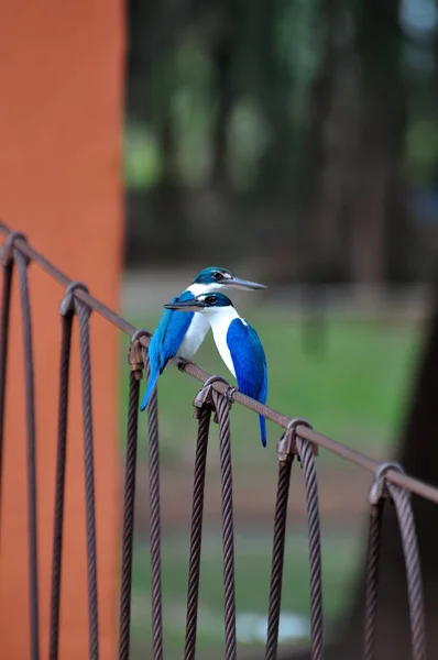 Collared Kingfisher en el puente —  Fotos de Stock