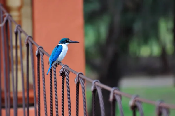 Gekraagde ijsvogel op brug — Stockfoto