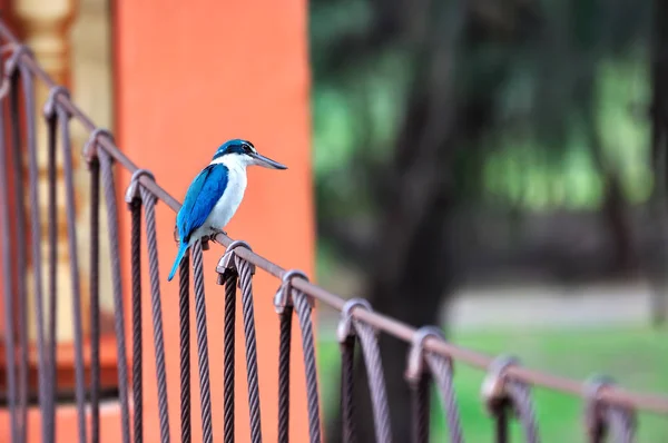 Gekraagde ijsvogel op brug — Stockfoto