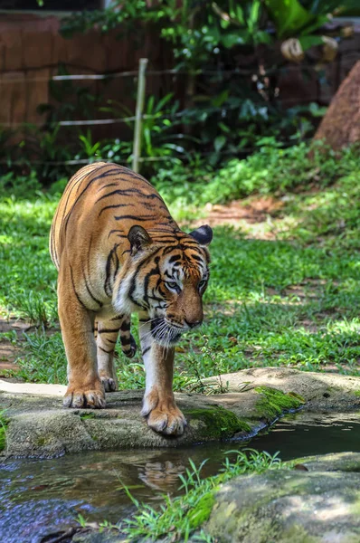 Tigre caminando sobre la hierba verde lentamente se arrastra —  Fotos de Stock