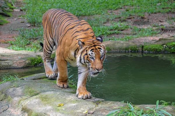 Tigre caminando sobre la hierba verde lentamente se arrastra —  Fotos de Stock