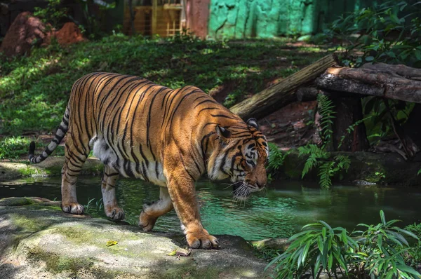 Тигр, идущий по зеленой траве, медленно ползает — стоковое фото