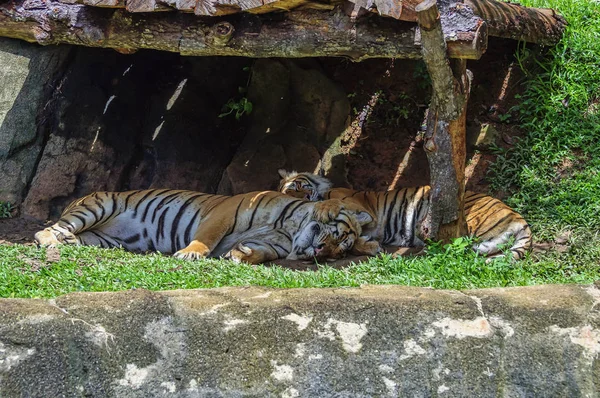 Dos tigres durmiendo —  Fotos de Stock