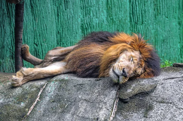 Lion sleep on the rock — Stock Photo, Image