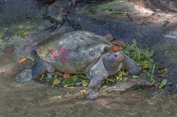 Nära håll nyfikna Softshell sköldpadda — Stockfoto