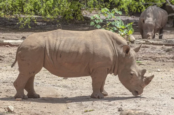 Rinoceronte blanco (Ceratotherium simum ) —  Fotos de Stock