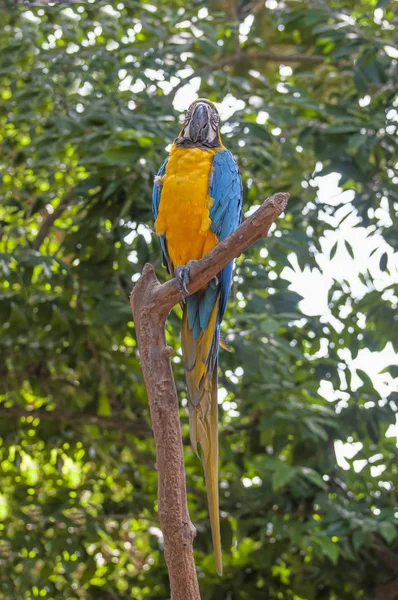 Pájaro loro sentado en la percha —  Fotos de Stock