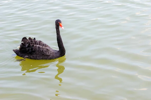 Der rote schnabelschwarze Schwan auf dem Wasser — Stockfoto