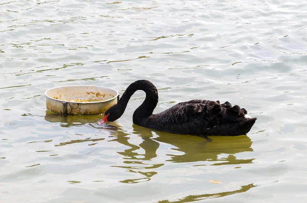 Schwarzer Schwan füttert Teich — Stockfoto