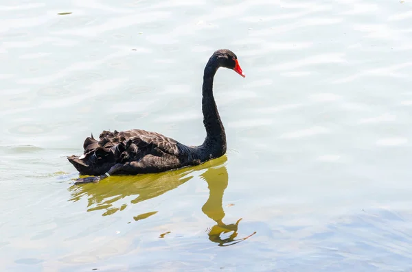 Der rote schnabelschwarze Schwan auf dem Wasser — Stockfoto