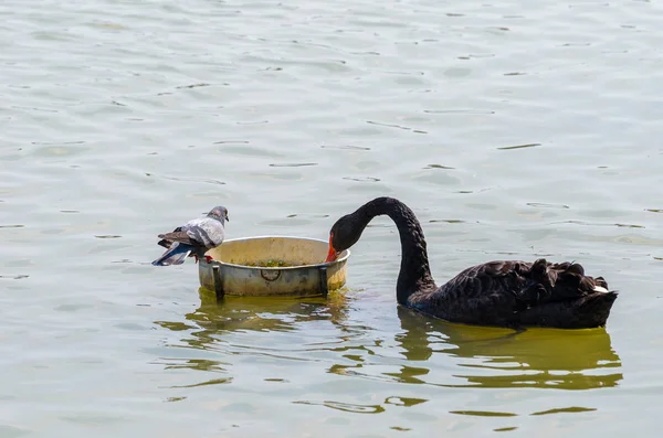 Schwarzer Schwan und Taube auf dem See füttern — Stockfoto