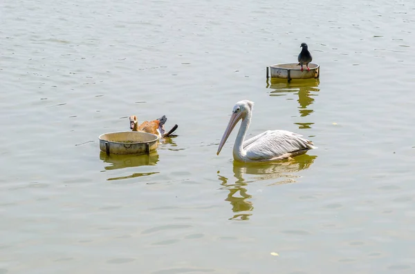 Weißpelikan mit Eiergans und Taube am See — Stockfoto