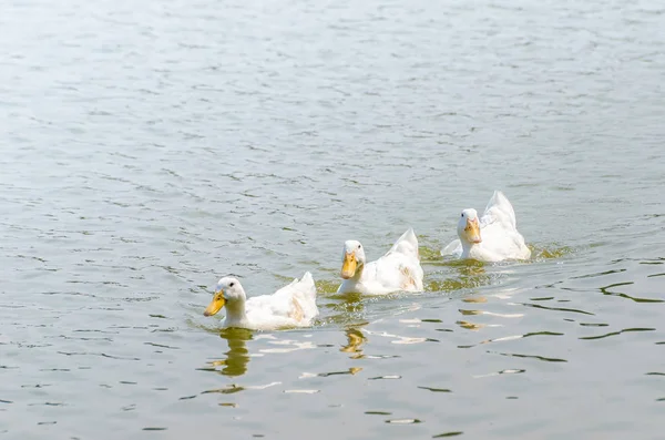 Witte eend zwemmen in het meer — Stockfoto