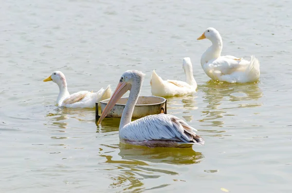 Witte pelikaan en witte eend een het meer — Stockfoto