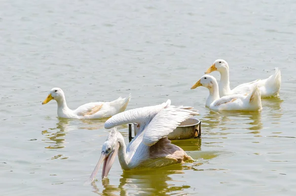 Pelikan und weiße Ente auf dem See — Stockfoto