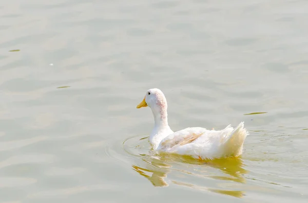 Pato branco nadando no lago — Fotografia de Stock
