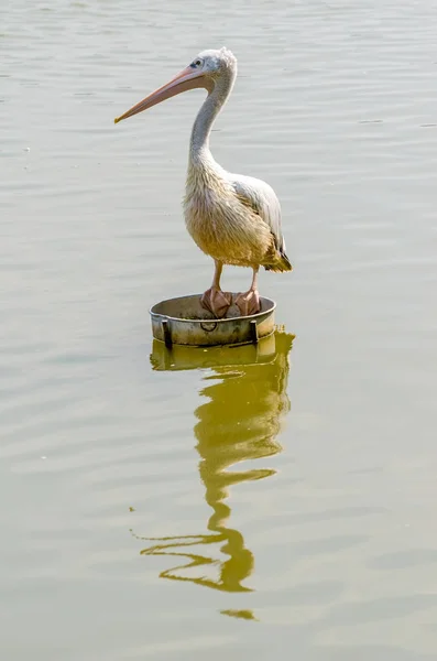 White Pelican (Pelecanus Onocrotalus) — Stock Photo, Image