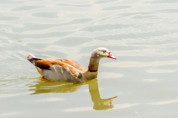 Egyptische Goose (Alapochen aegyptiacus) — Stockfoto
