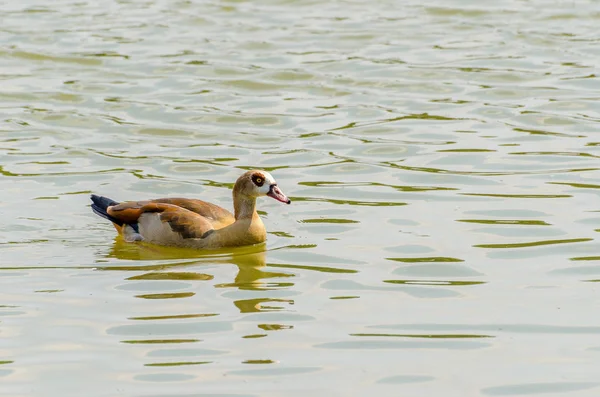 Ägyptische Gans (alapochen aegyptiacus)) — Stockfoto