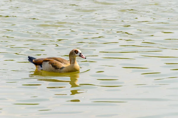 Egyptische Goose (Alapochen aegyptiacus) — Stockfoto