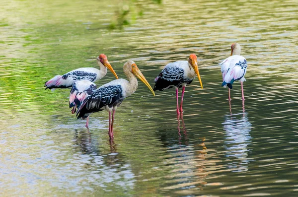 Bilden av målade Stork på vattnet — Stockfoto