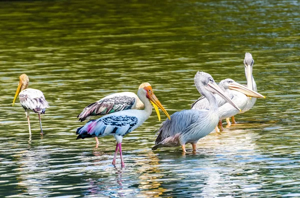 Beyaz pelikan (Pelecanus onocrotalus) — Stok fotoğraf