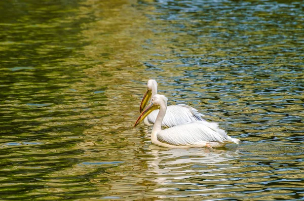 White Pelican (Pelecanus Onocrotalus) — Stock Photo, Image