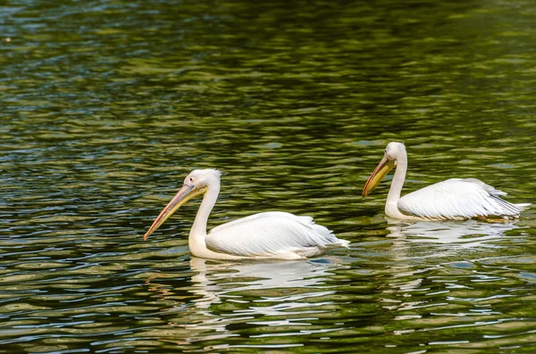 Vit pelikan (Pelecanus onocrotalus)) — Stockfoto