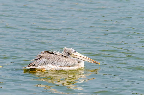 White Pelican (Pelecanus Onocrotalus) — Stock Photo, Image