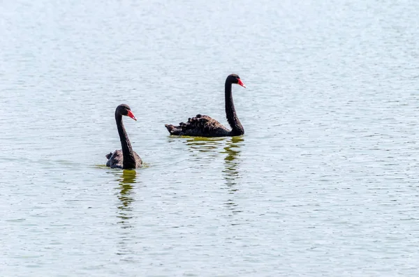 A conta vermelha cisne preto na água — Fotografia de Stock