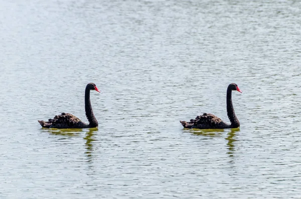 Der rote schnabelschwarze Schwan auf dem Wasser — Stockfoto