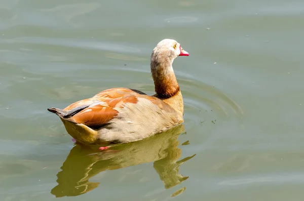 Ägyptische Gans (alapochen aegyptiacus)) — Stockfoto