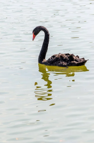 De rode bill zwarte zwaan op het water. Soft Focus Sea... — Stockfoto